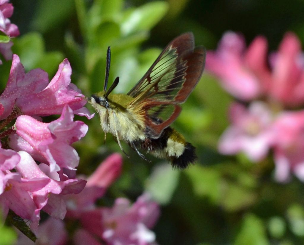 Hemaris fuciformis